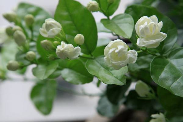 茉莉花的常见品种 茉莉花的常见品种