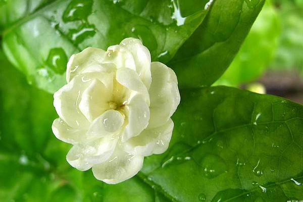 盆栽茉莉花怎么施肥 盆栽茉莉花怎么施肥
