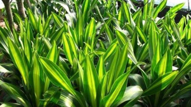 巴西铁的养殖方法 巴西铁的养殖方法