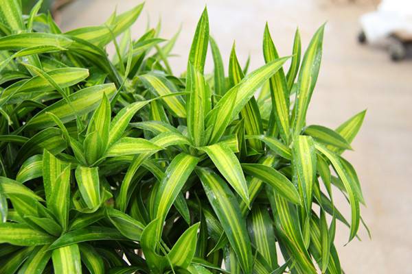 百合竹 | 适合客厅养的水养植物 百合竹 | 适合客厅养的水养植物