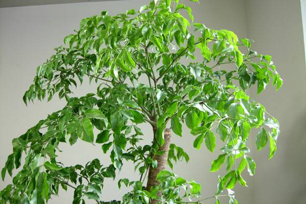 菜豆树 | 适合客厅养的水养植物 菜豆树 | 适合客厅养的水养植物