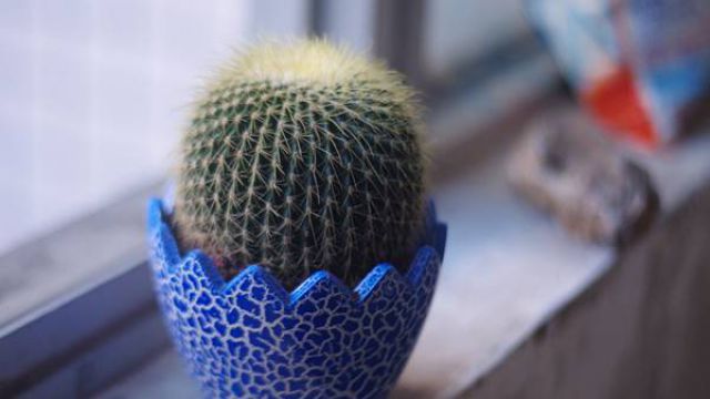 仙人球养殖注意事项 仙人球养殖注意事项