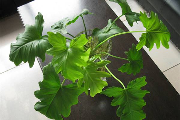 春羽 | 适合客厅养的水养植物 春羽 | 适合客厅养的水养植物