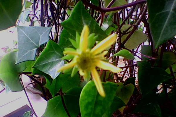 常春藤开花吗? 常春藤开花吗?