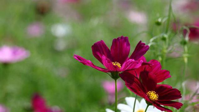 格桑花怎么种 格桑花怎么种