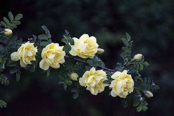蔷薇花的品种鉴赏(图文) 蔷薇花的品种鉴赏(图文)