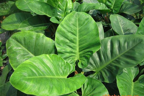 绿帝王怎么养 - 花百科