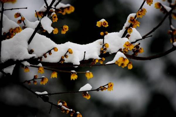 腊梅的花语和代表意义是什么? 腊梅的花语和代表意义是什么?