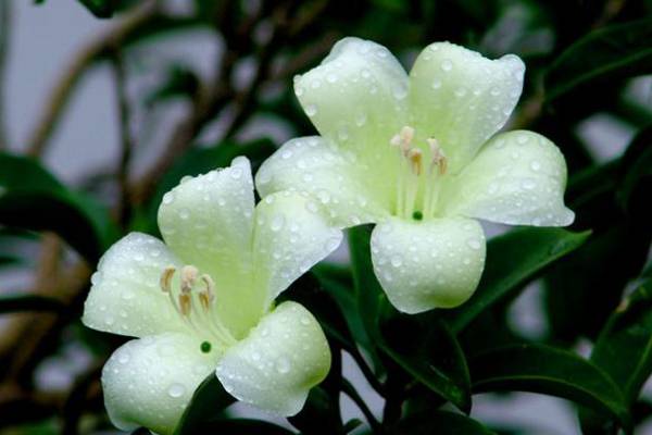 非洲茉莉的养殖方法和注意事项 非洲茉莉的养殖方法和注意事项