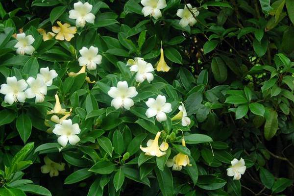 非洲茉莉什么时候开花 非洲茉莉什么时候开花
