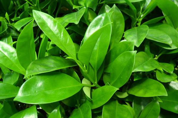 非洲茉莉掉叶子怎么办 非洲茉莉掉叶子怎么办
