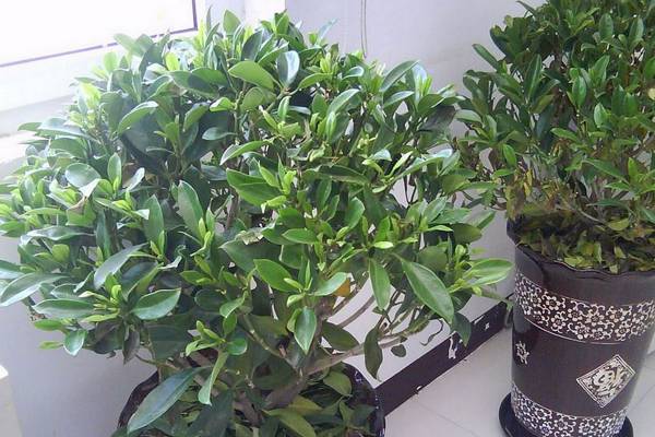 非洲茉莉常见病虫害及防治方法 非洲茉莉常见病虫害及防治方法