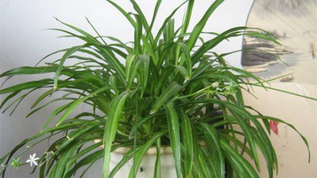 7款“吸毒”植物,室内的天然空气净化器 7款“吸毒”植物,室内的天然空气净化器