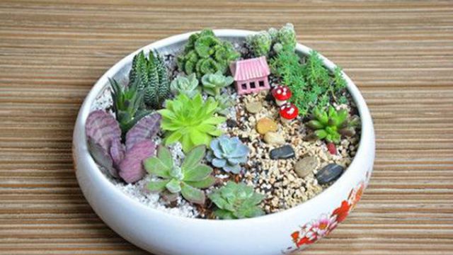 多肉拼盆知多少 多肉拼盆知多少