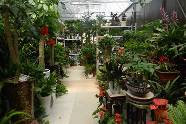 买花来养,先要看清花店老板的五大谎言 买花来养,先要看清花店老板的五大谎言