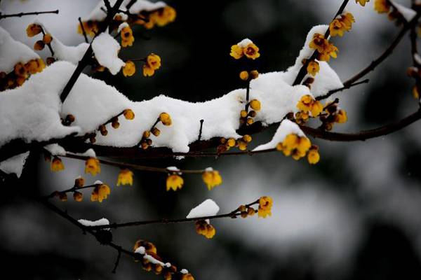 腊梅花谢后怎么养 腊梅花谢后怎么养