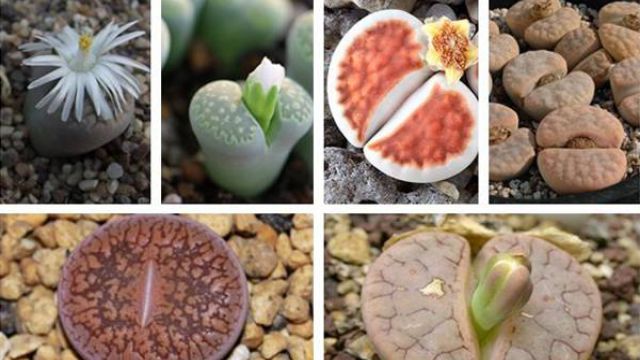 生石花常见品种 生石花常见品种