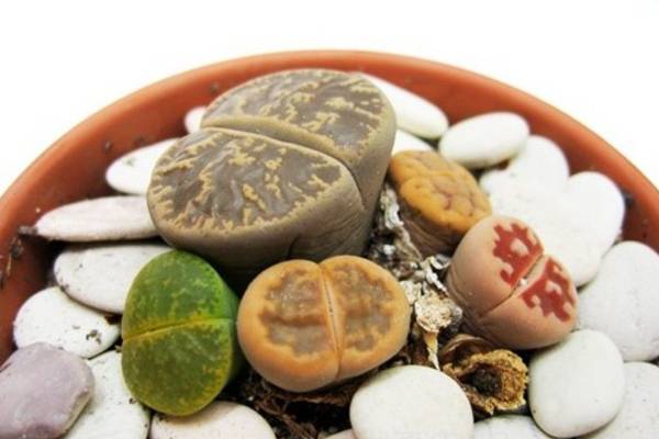 生石花养殖常见问题 生石花养殖常见问题