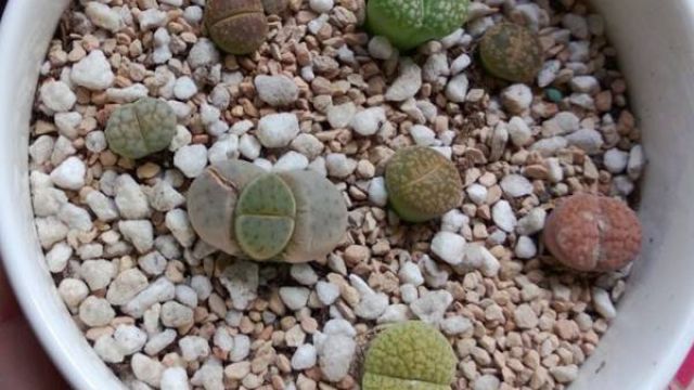 生石花的繁殖方法 生石花的繁殖方法