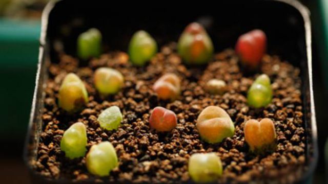 给生石花浇水的正确方法 给生石花浇水的正确方法