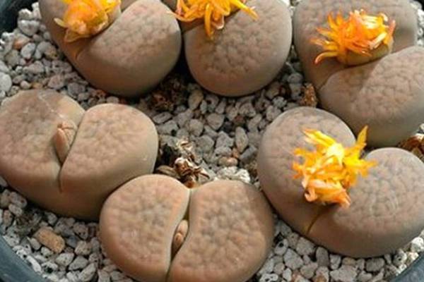 生石花根粉蚧的防治方法 生石花根粉蚧的防治方法