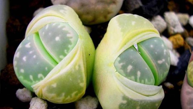 生石花怎么度夏 生石花怎么度夏