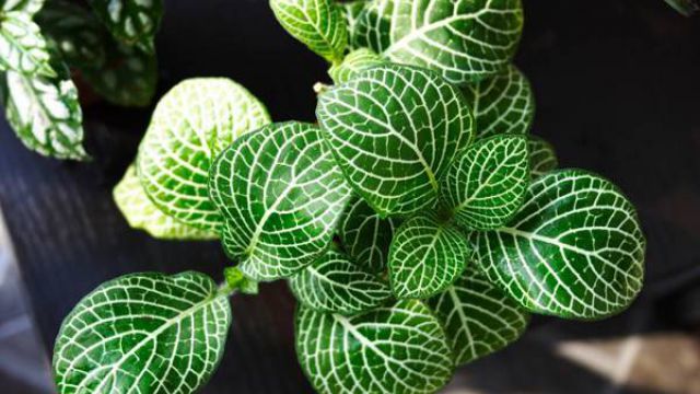 冷水花的繁殖方法 冷水花的繁殖方法