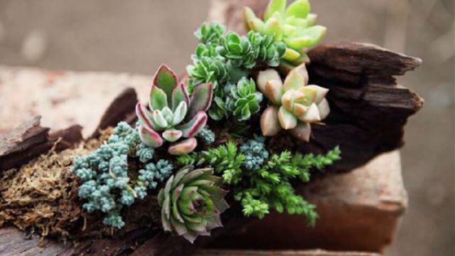如何防止多肉植物徒长 如何防止多肉植物徒长