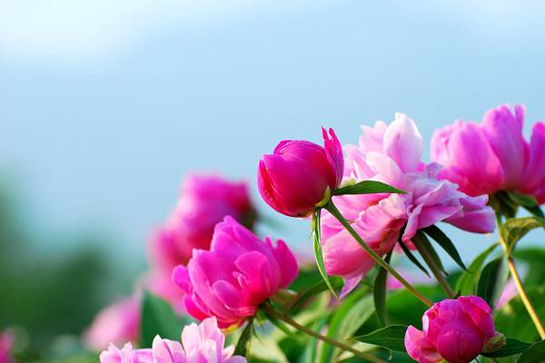芍药的花语是什么 芍药的花语是什么