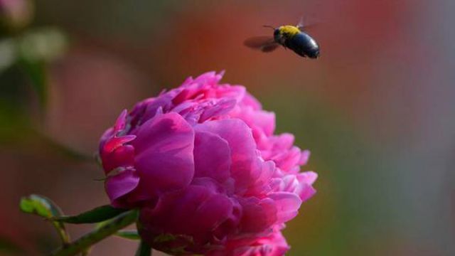 芍药怎么养 芍药怎么养