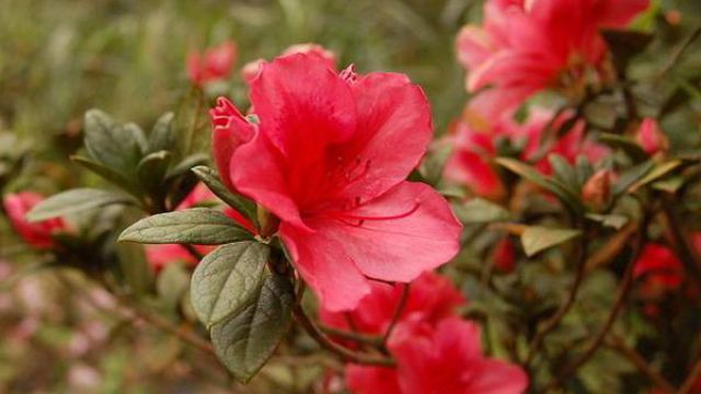 家里杜鹃花叶子发黄是由哪些原因引起的 家里杜鹃花叶子发黄是由哪些原因引起的