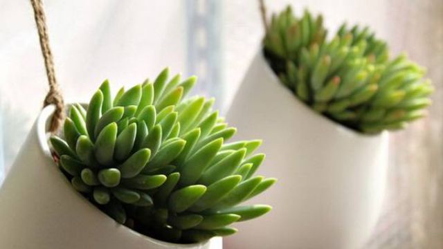 千佛手(王玉珠帘)的繁殖方式 千佛手(王玉珠帘)的繁殖方式