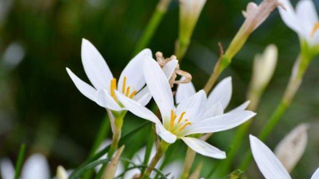 水仙花养护小知识 水仙花养护小知识