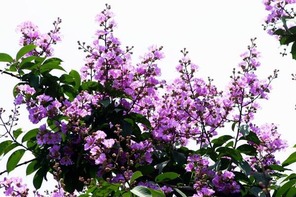 古代诗人笔下唯美的紫薇花 古代诗人笔下唯美的紫薇花