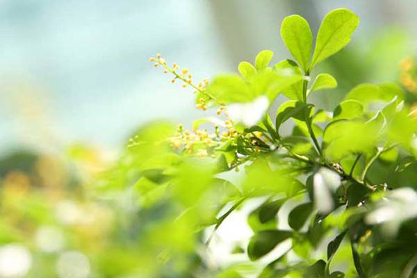 米兰花怎么养 米兰花怎么养