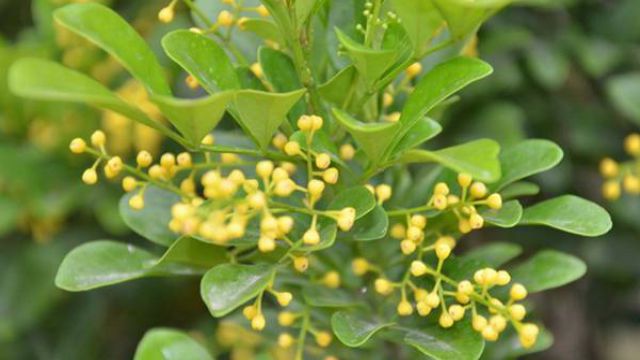 米兰花掉叶子怎么办? 米兰花掉叶子怎么办?