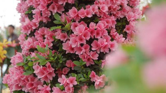 北方冬天杜鹃的养殖 北方冬天杜鹃的养殖