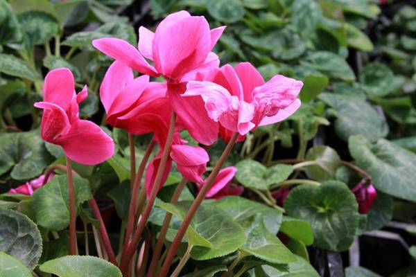 仙客来的花期养护措施 仙客来的花期养护措施