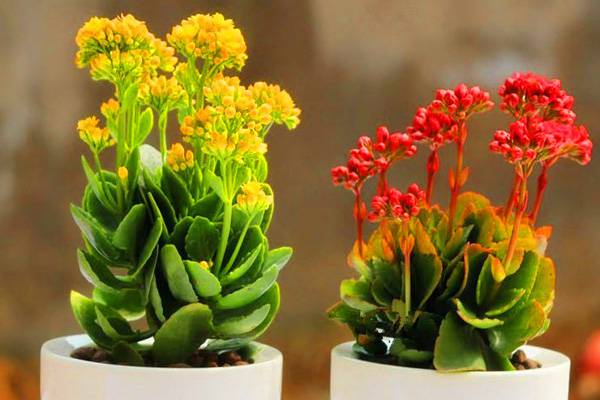 长寿花常见虫害防治方法 长寿花常见虫害防治方法