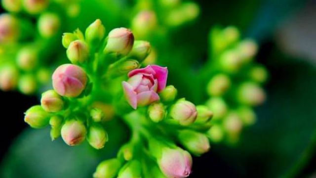 长寿花叶子发黄怎么办 长寿花叶子发黄怎么办