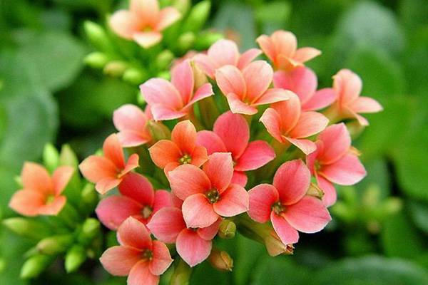 长寿花有毒吗 长寿花有毒吗