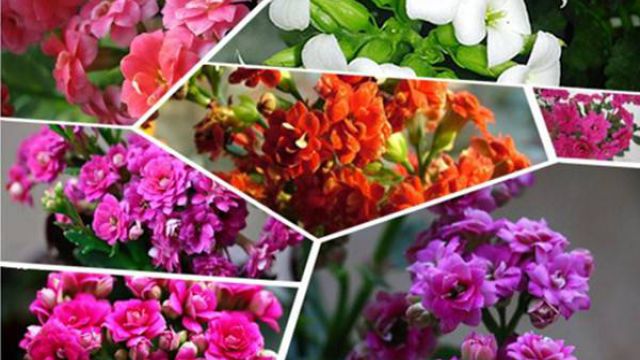 长寿花各色品种大全 长寿花各色品种大全
