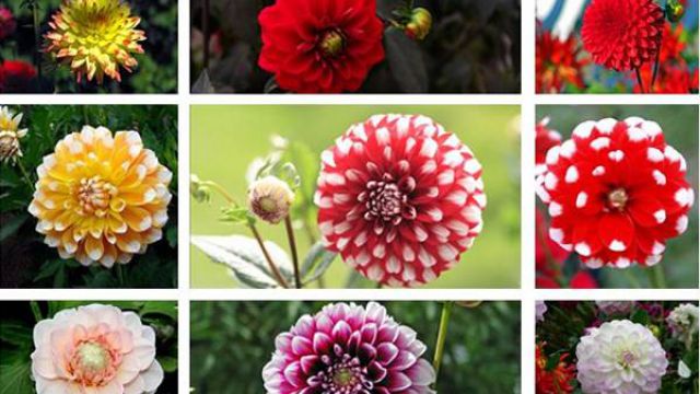 大丽花各形品种大全 大丽花各形品种大全