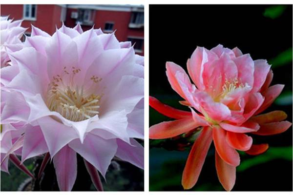 令箭荷花与昙花有什么区别 令箭荷花与昙花有什么区别