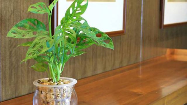 适合卧室种植的水养盆栽 | 龟背竹 适合卧室种植的水养盆栽 | 龟背竹