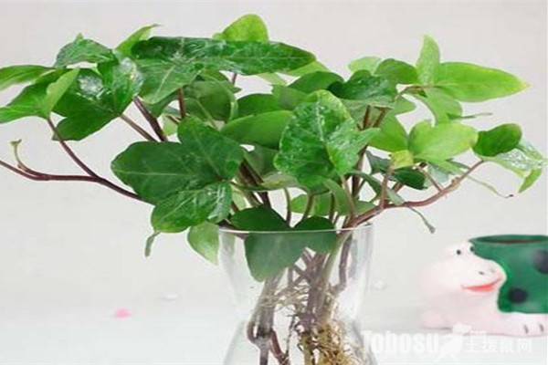 常春藤的水培方法 常春藤的水培方法