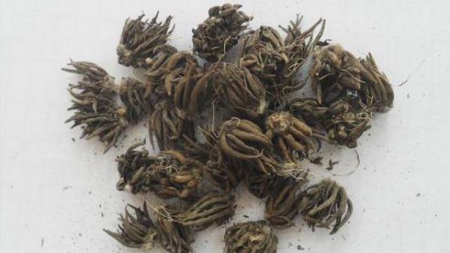 花毛茛的催芽方法 花毛茛的催芽方法