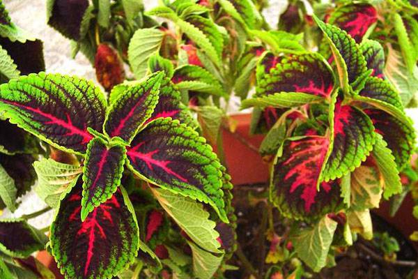 彩叶草虫害防治方法 彩叶草虫害防治方法