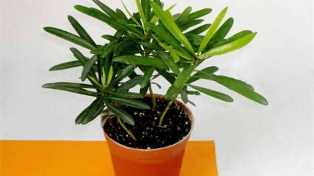 罗汉松水培大全 罗汉松水培大全