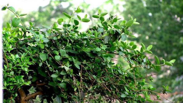 怎么给花松松土 怎么给花松松土